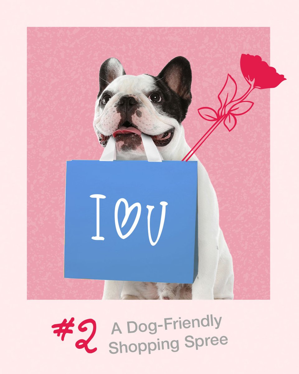 FourPawsBrand's tweet photo. It's #NationalDoggieDateNight! 🐾💕 What special plans do you have with your best friend? (Need inspo? Swipe through for some ideas!)

#FourPawsProducts #petparent #dogparent #doglife #ilovemydog https://t.co/LGp4v4wX2K