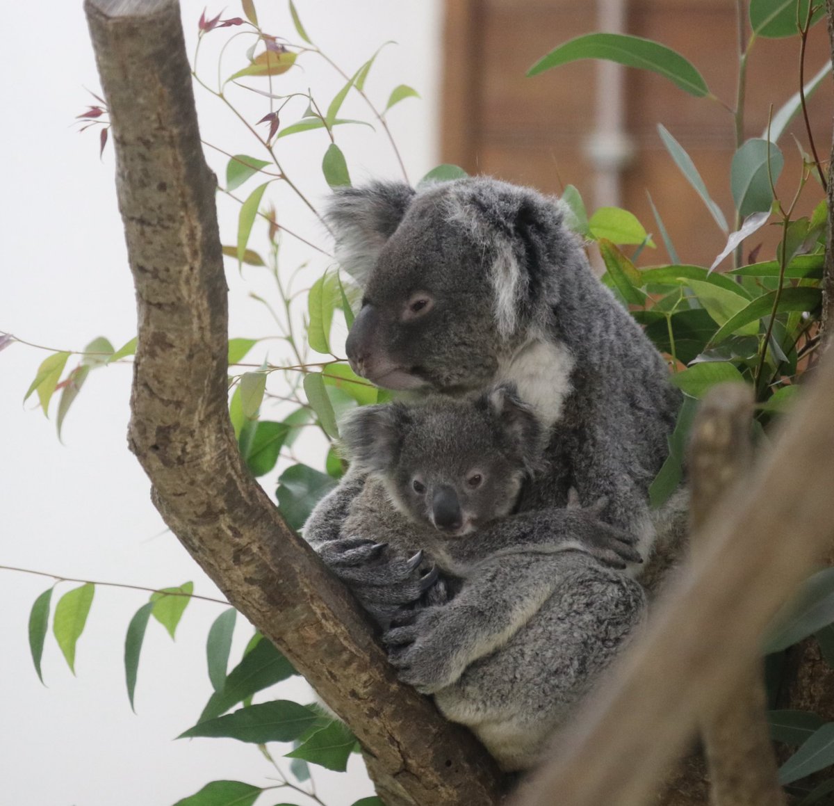 コハルちゃんと赤ちゃん✨

#コアラ　#コハル
#埼玉県こども動物自然公園