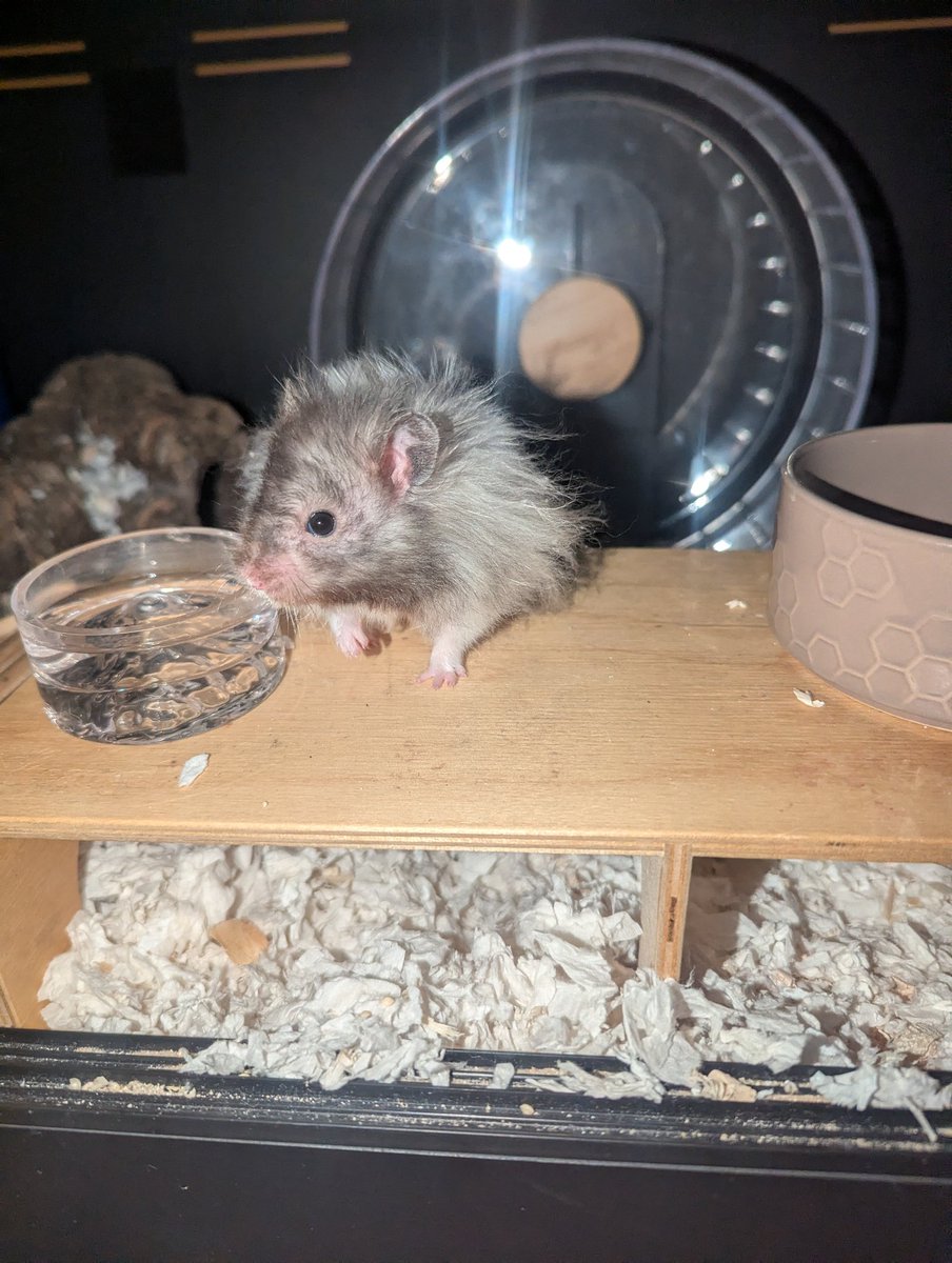 DISGUSTING FUCKING ANIMAL THAT IS SQUATTING IN MY HOME