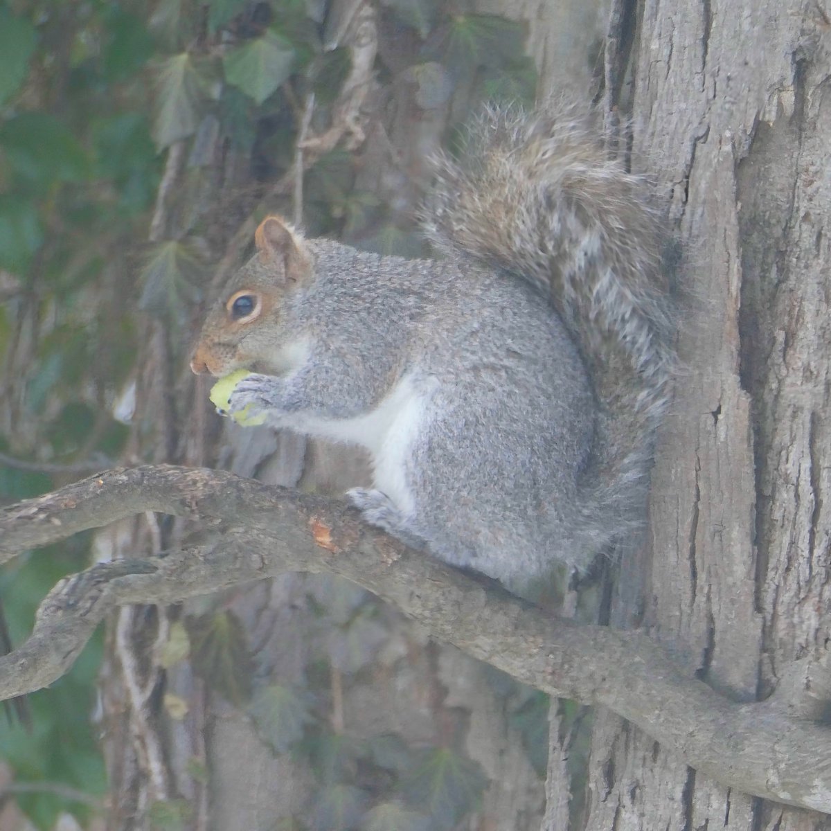 mchesner's tweet photo. Our backyard squirrel was *thrilled* to get his paws on some discarded honeydew melon. ย A shot of sugar and vitamins was definitely a welcome change of pace.
#GraySquirrel #GreySquirrel #Squirrel #TrumbullCT #Connecticut https://t.co/NCpv2EggdF