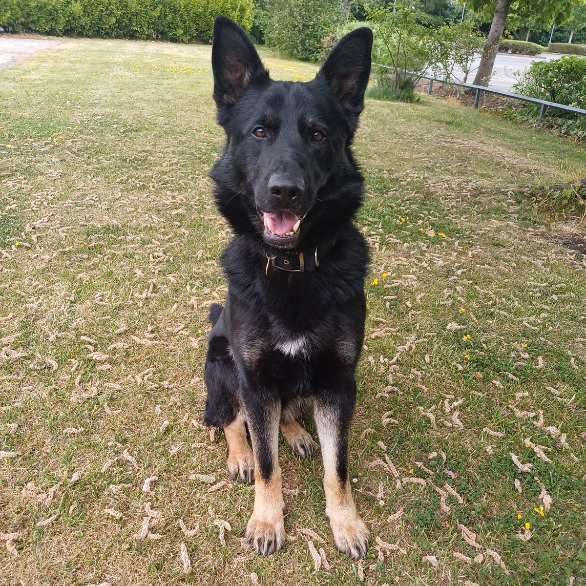 Mersey Police Dogs tweet media