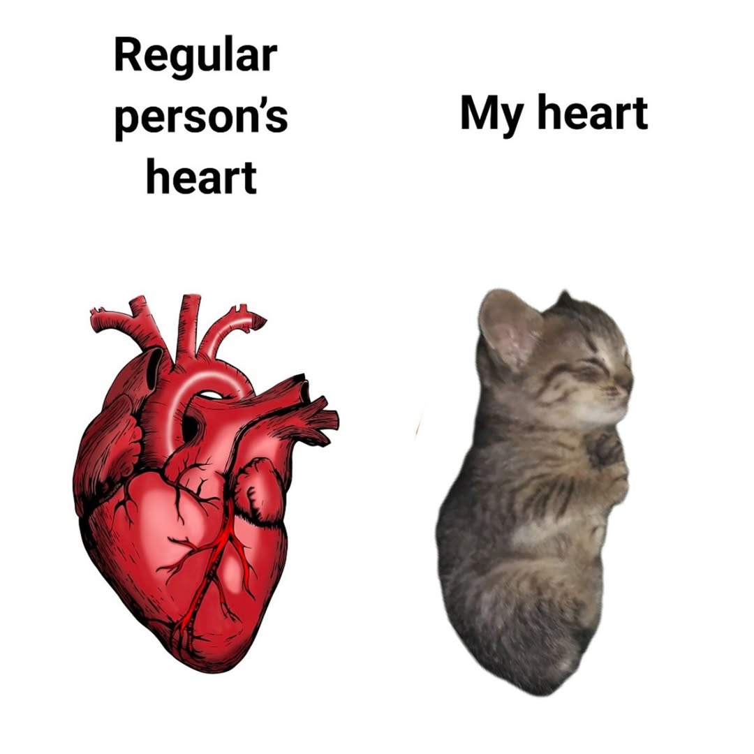 smol silly cat tweet media