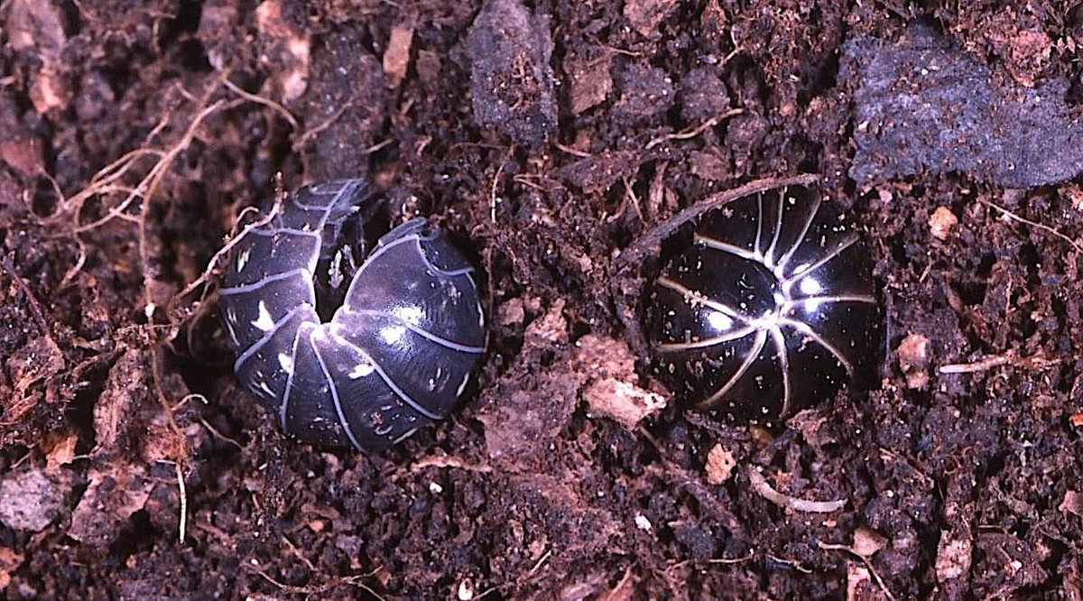 Richard Jones tweet media