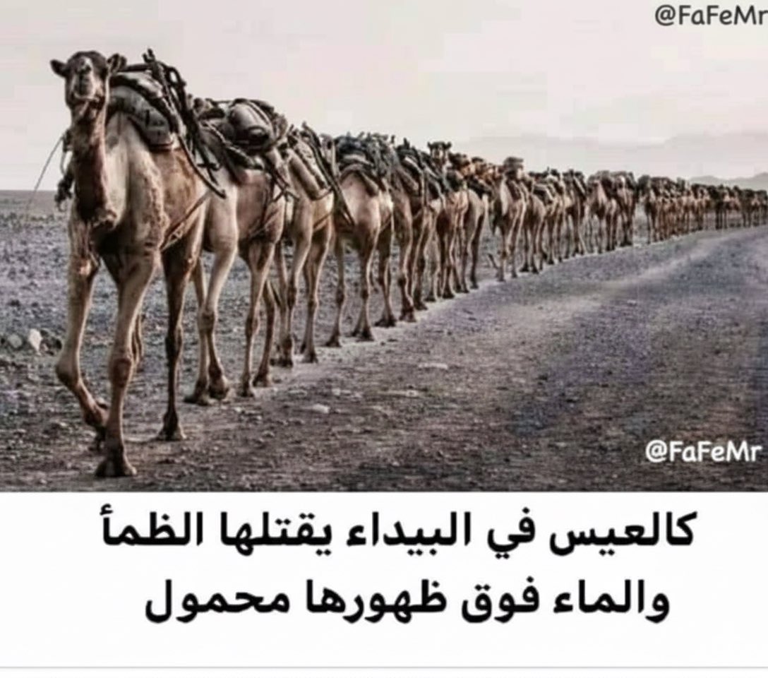 هاشمي tweet media