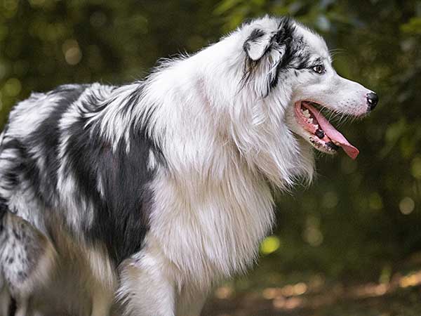 AussieShepLover's tweet image. Shaving an Australian Shepherd: The Great Debate 🐾💖✂
australian-shepherd-lovers.com/shaving-an-aus…

🔶 Aussie Owner? Get our Official Guide to Aussie Training &amp;amp; Care here...
australian-shepherd-lovers.com/asl-ebook-fb

#australianshepherd #doggrooming #dogcare #doghealth #aussielovers