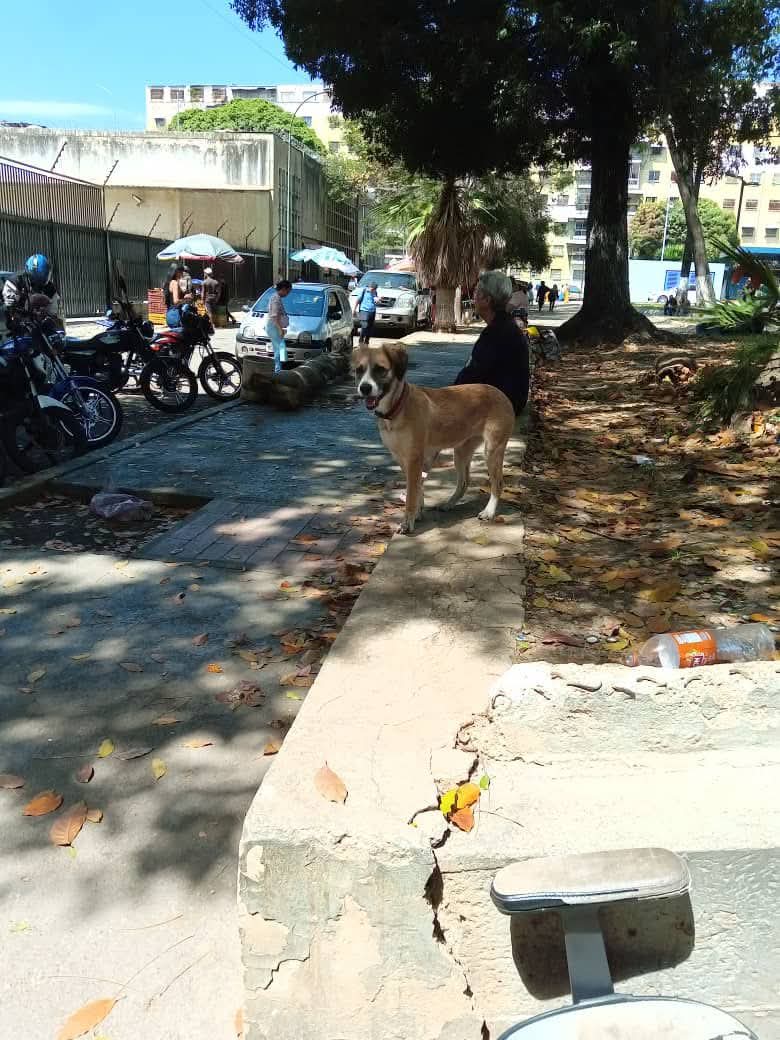 Reportan perrita desorientada, perdida o abandonada, tiene collar por los lados de San Martin mercado municipal plaza San Martin San Juan Caracas DC .Por favor  si alguien la reconoce
