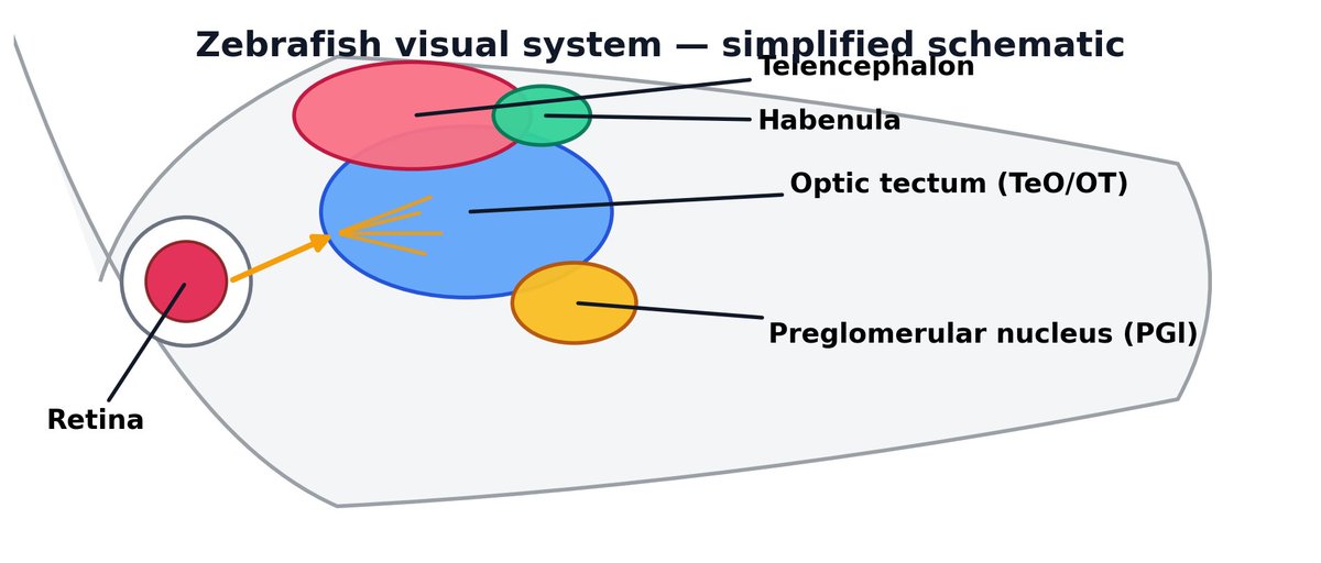 I am asking chatGPT5.2 to draw #zebrafish visual system. Here are some of the funniest results. Cute.