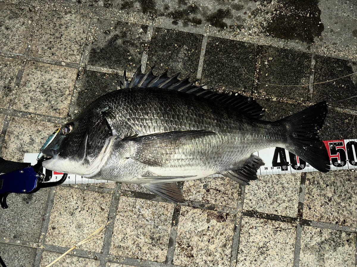 a_tnhs's tweet photo. 今日はシーバスとチヌ🎣 https://t.co/YXHLRmHBza