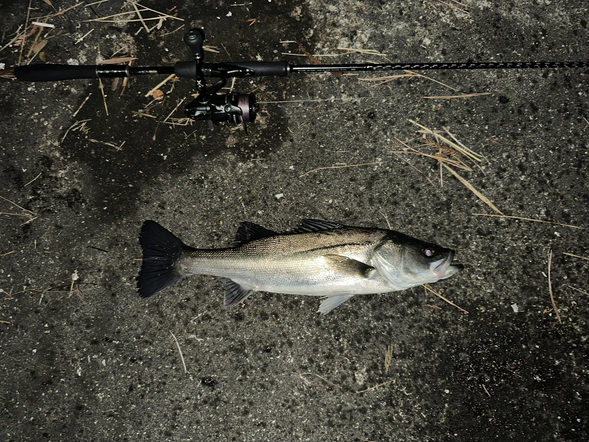 a_tnhs's tweet photo. 今日はシーバスとチヌ🎣 https://t.co/YXHLRmHBza