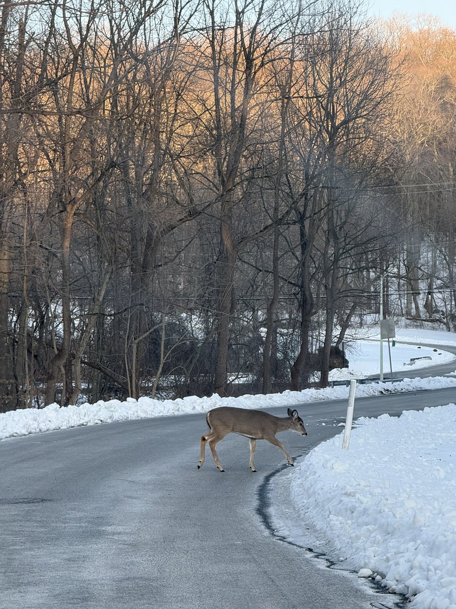 BCCommercial's tweet photo. IYKYK - Living in Chester County is such a blessing when you get to see these guys on a daily basis. This is right around the corner from our office. 🦌🦌🦌
#cre #beilercampbellcommercial #chestercounty #wildlife #deercrossing #kennettsquare https://t.co/RRYk0r8S5M