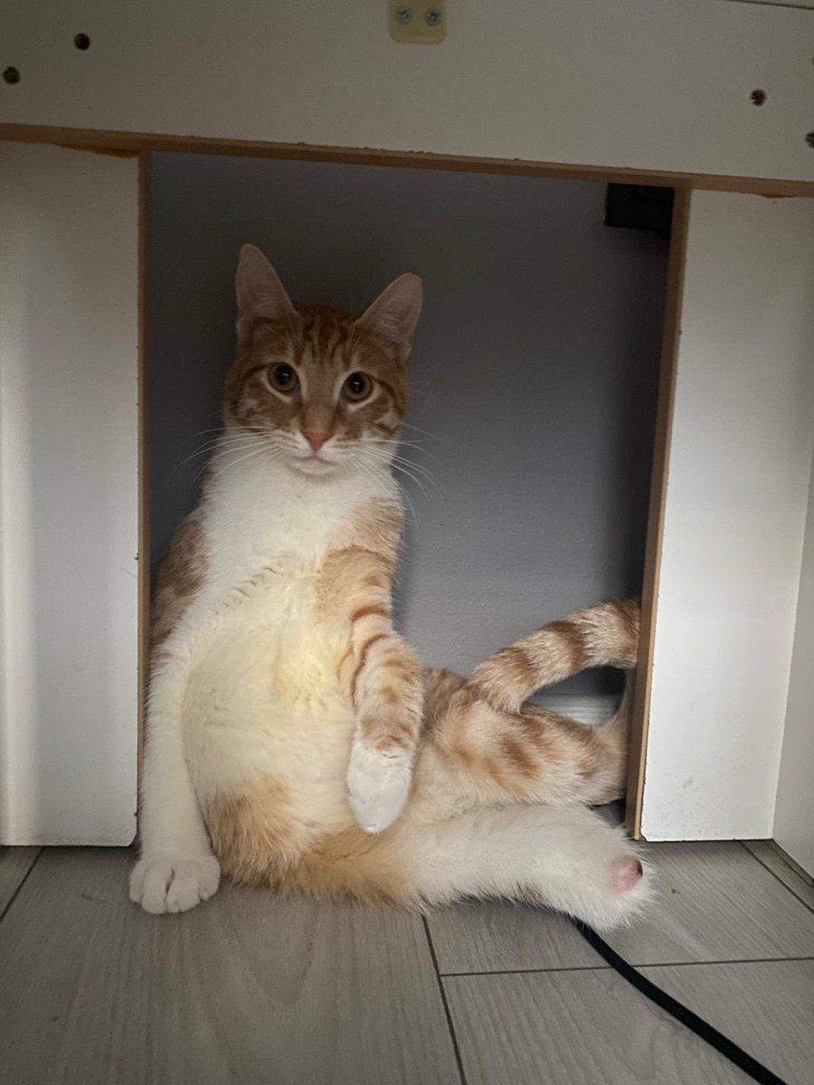 Maalesef şu an böyle rahat rahat oturabileceği bi evde değil klinik kafesinde. Ona iyi bakabilecek ömürlük ailesini arıyoruz. Dünyanın en tatlı kedisi ya şu alık surata bakın
TESLAMA YUVA YUVA YUVAAA