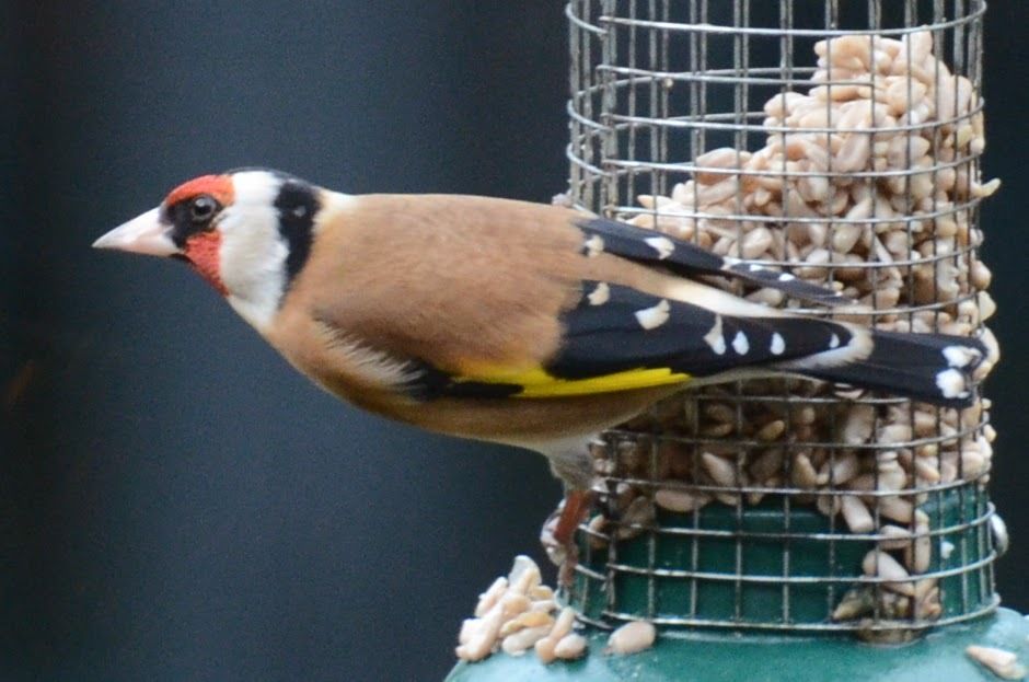 Richard Lewis tweet media