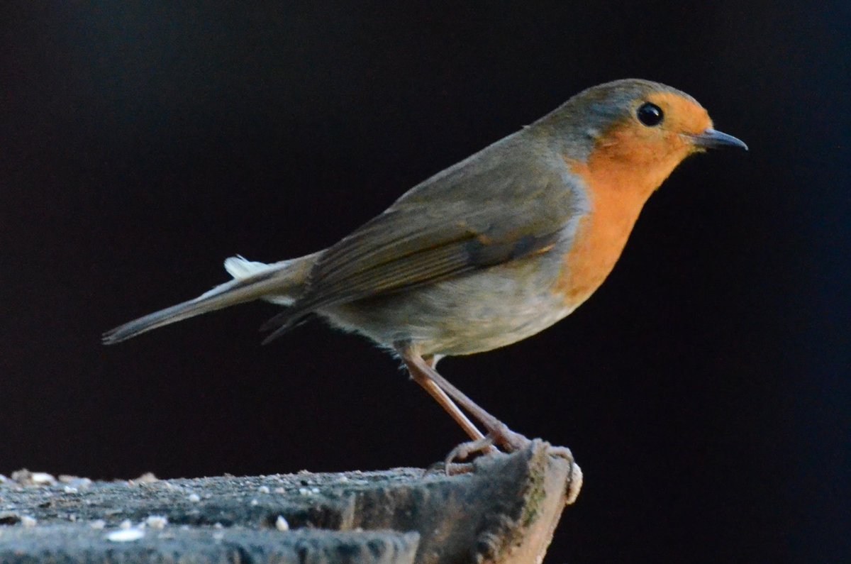 Richard Lewis tweet media