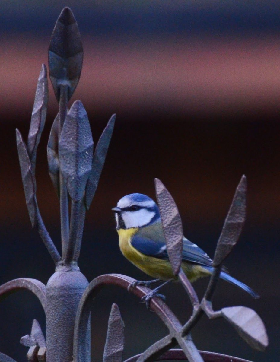 Richard Lewis tweet media