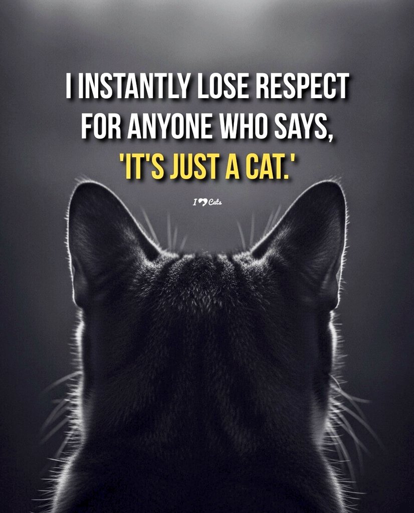 🌻Samson Cat🐱 (@meowmiya88) on Twitter photo 