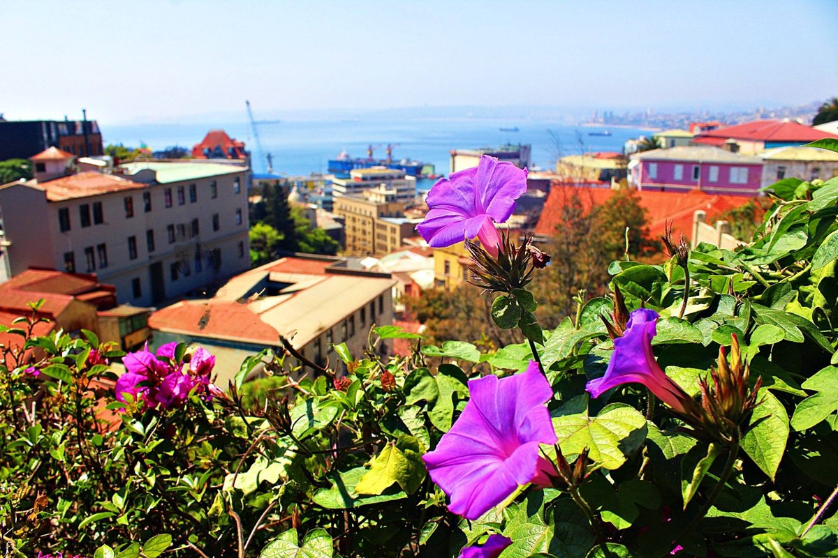 Zerohotel's tweet photo. Let yourself be captivated by the views of the harbor while you relax on the terrace of #Zerohotel, surrounded by a lush garden #Valparaíso #miexperienciazero https://t.co/ou7d0lqkkT