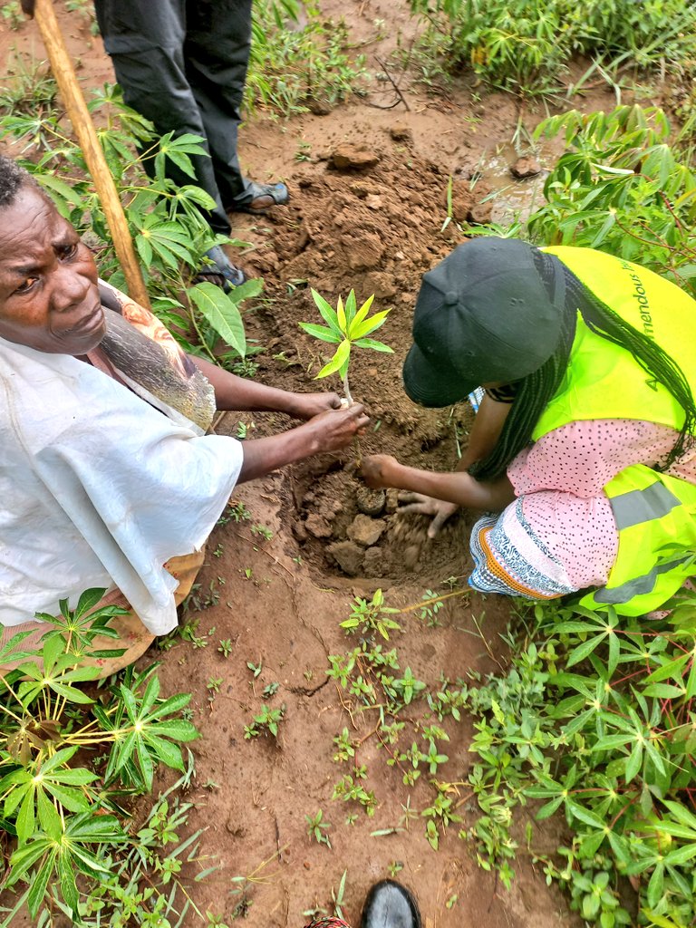 Faith000001's tweet photo. Until you have touched soil and planted a tree, you have not yet done anything. https://t.co/taqjzMRYfz