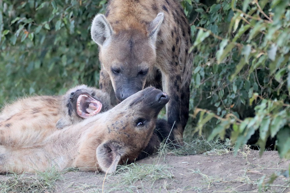 Big Five Tours and Expeditions tweet media