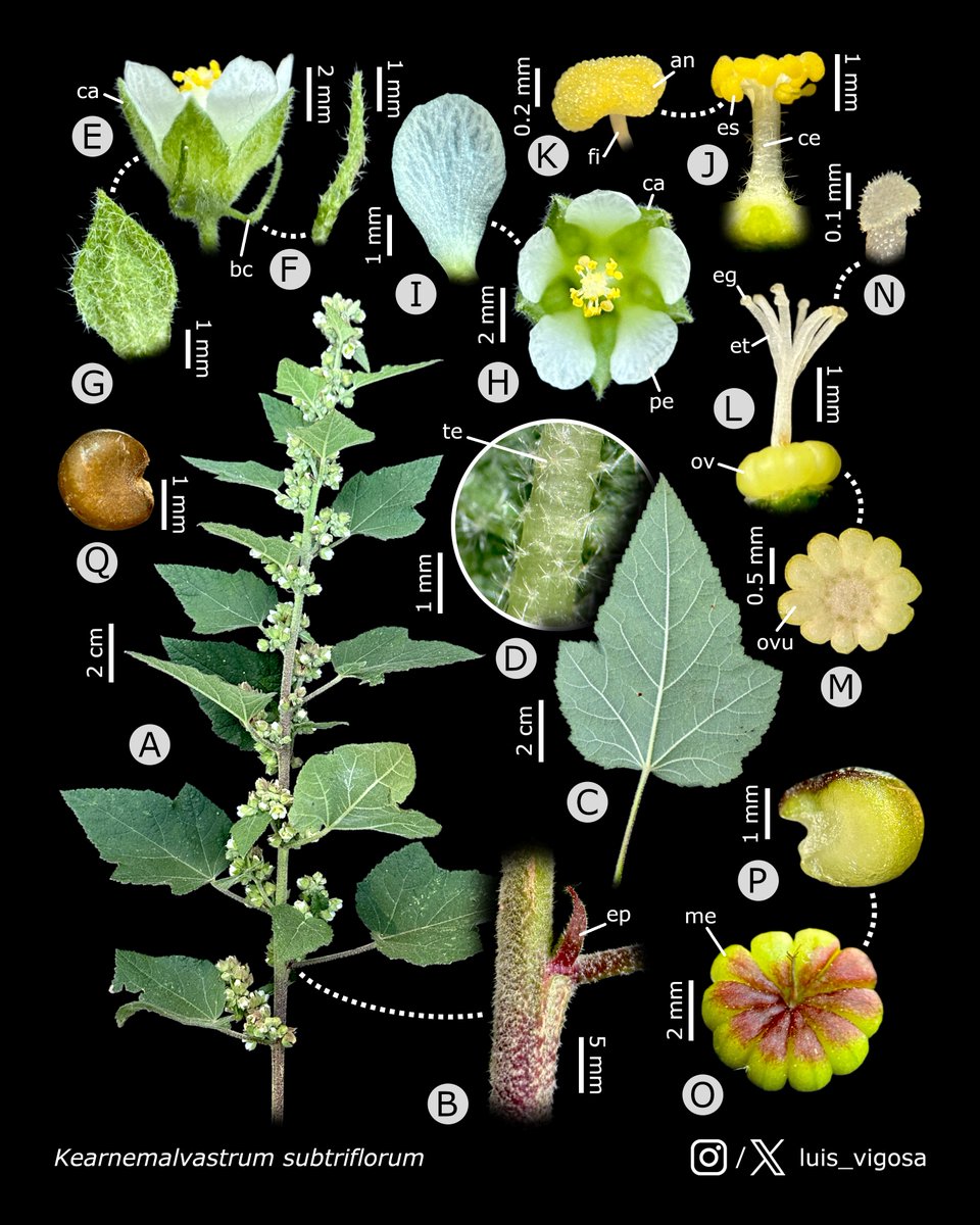 luis_vigosa's tweet photo. Kearnemalvastrum subtriflorum (Malvaceae)
#botany #flowers #taxonomy #plants https://t.co/ZLOUKVkgIH