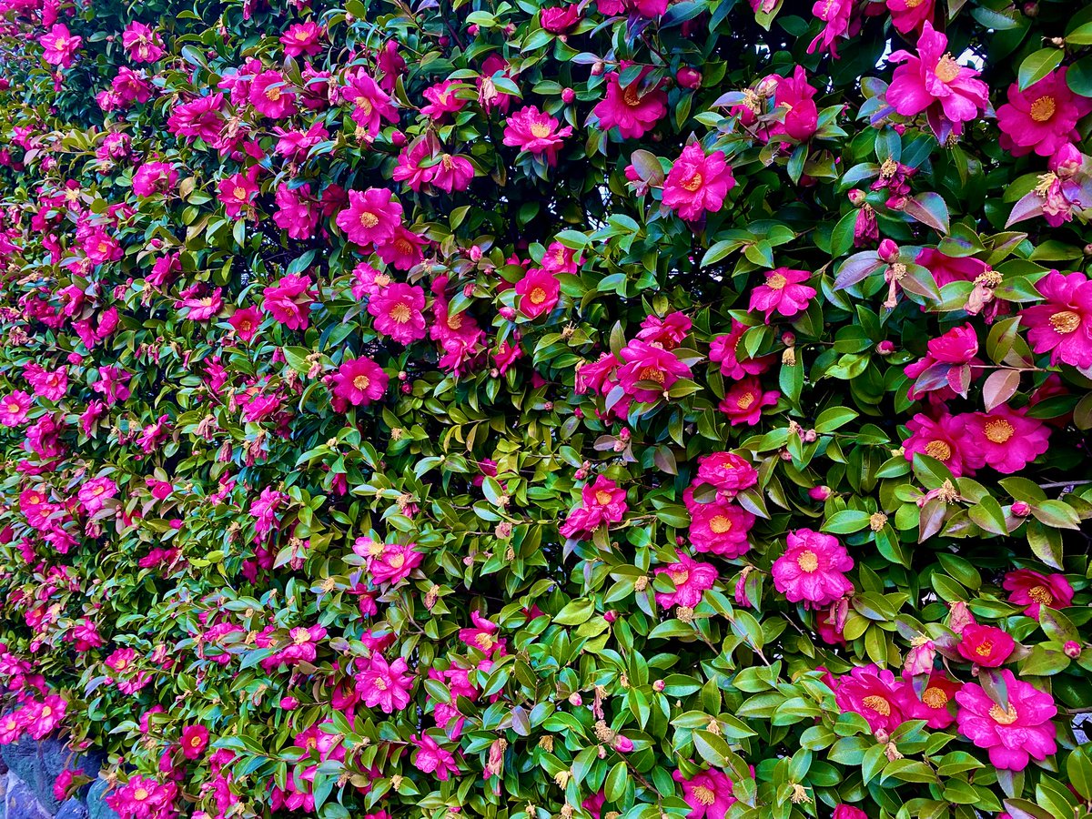 生垣の花が美しかったので