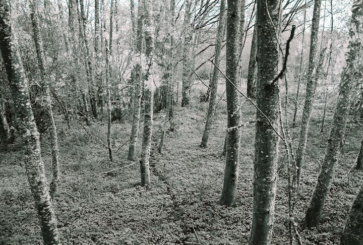 Art of the Day! "Forest". Buy at: ArtPal.com/jewelsartphoto…