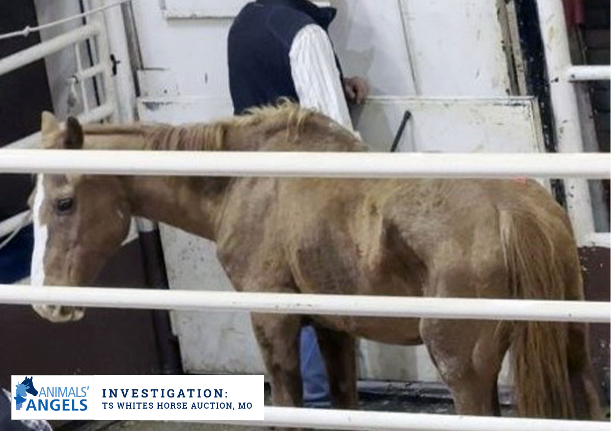 Animals Angels tweet media