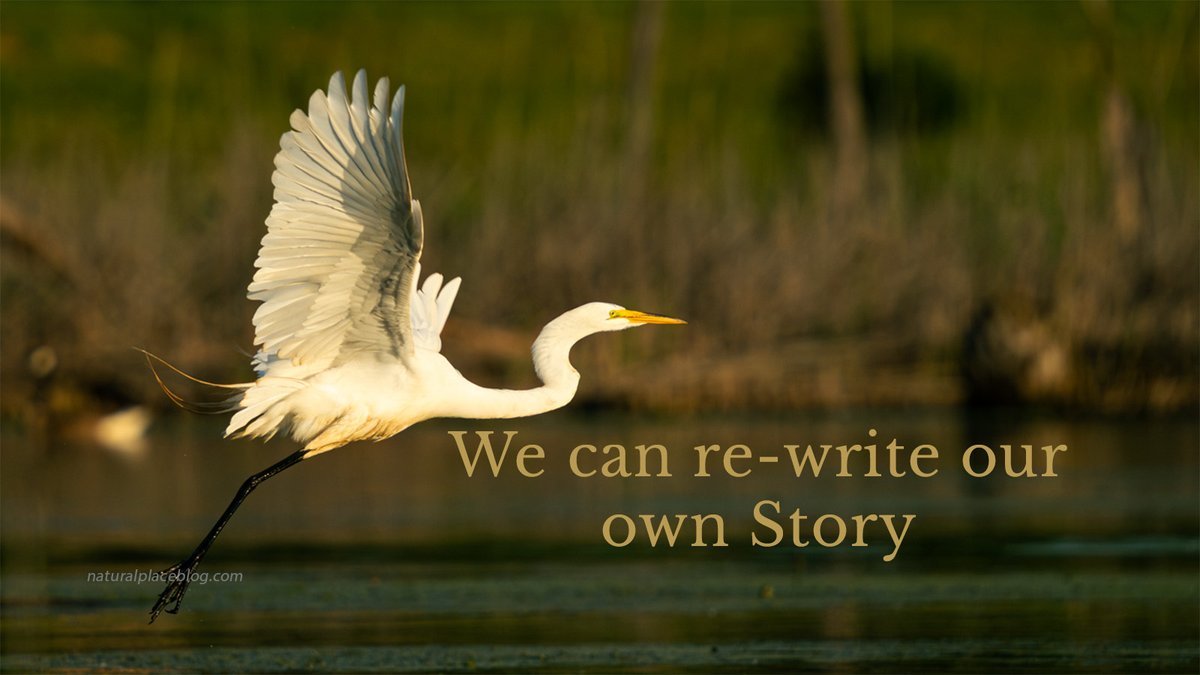 RaBrookfield's tweet photo. I've been writing a lot lately about the power of the personal stories we tell ourselves.

This weekend, that truth seemed to really settle into my bones, and I'm starting to glimpse its broader implications.

Shining the spotlight of retrospection on past experience provides the proof. It's been hidden in plain sight all along.
