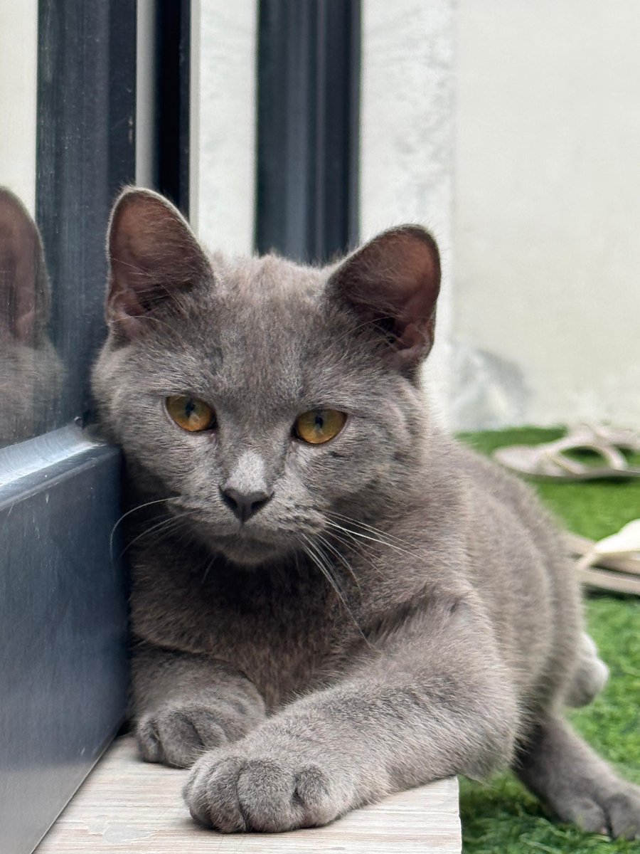 anya (taylor’s version) tweet media