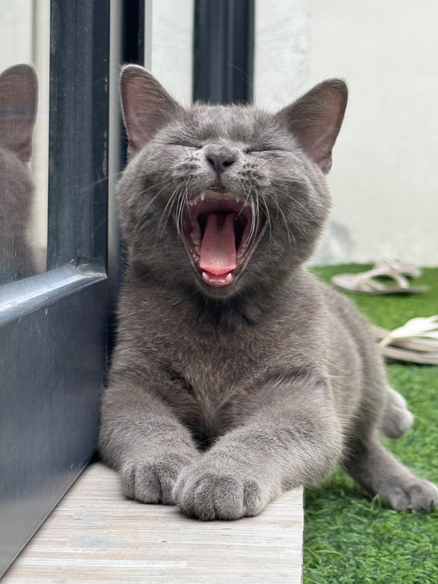 anya (taylor’s version) tweet media