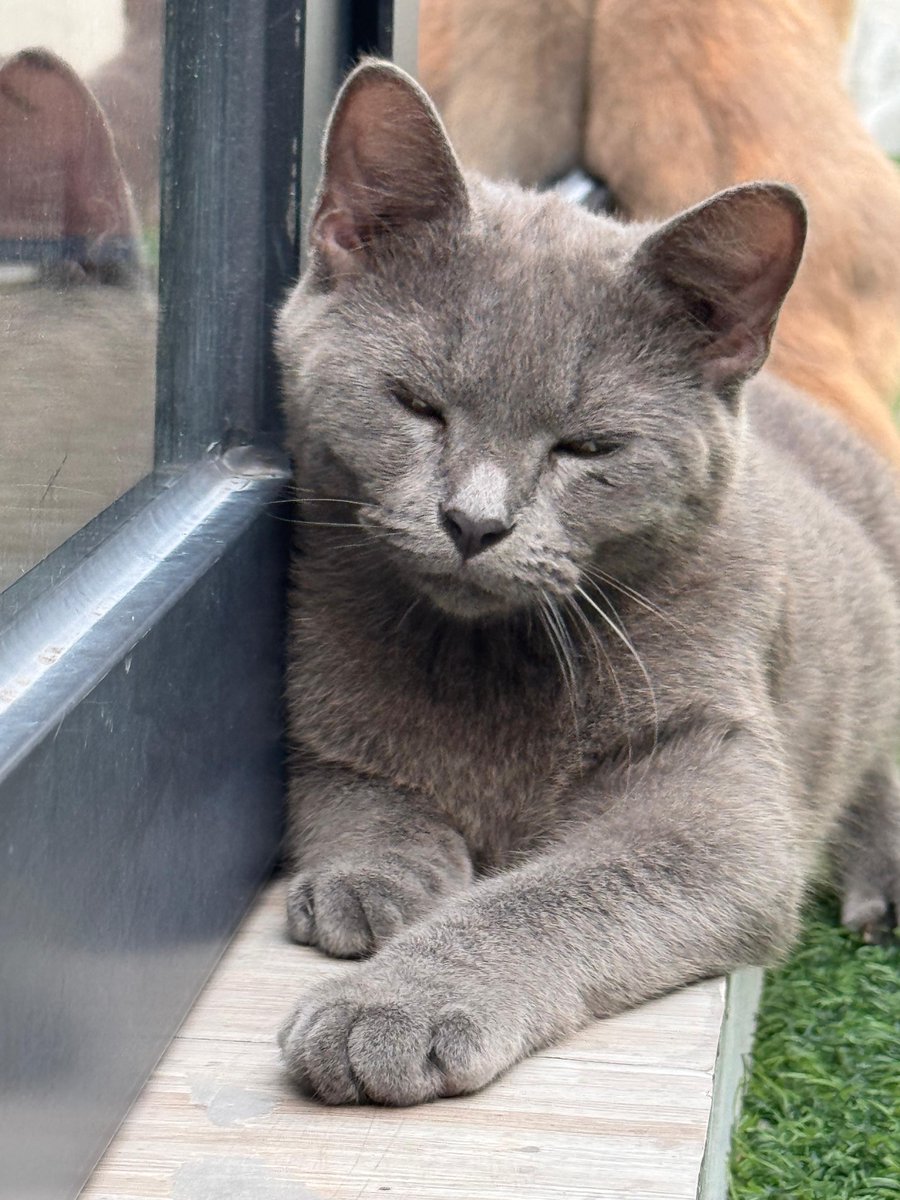 anya (taylor’s version) tweet media