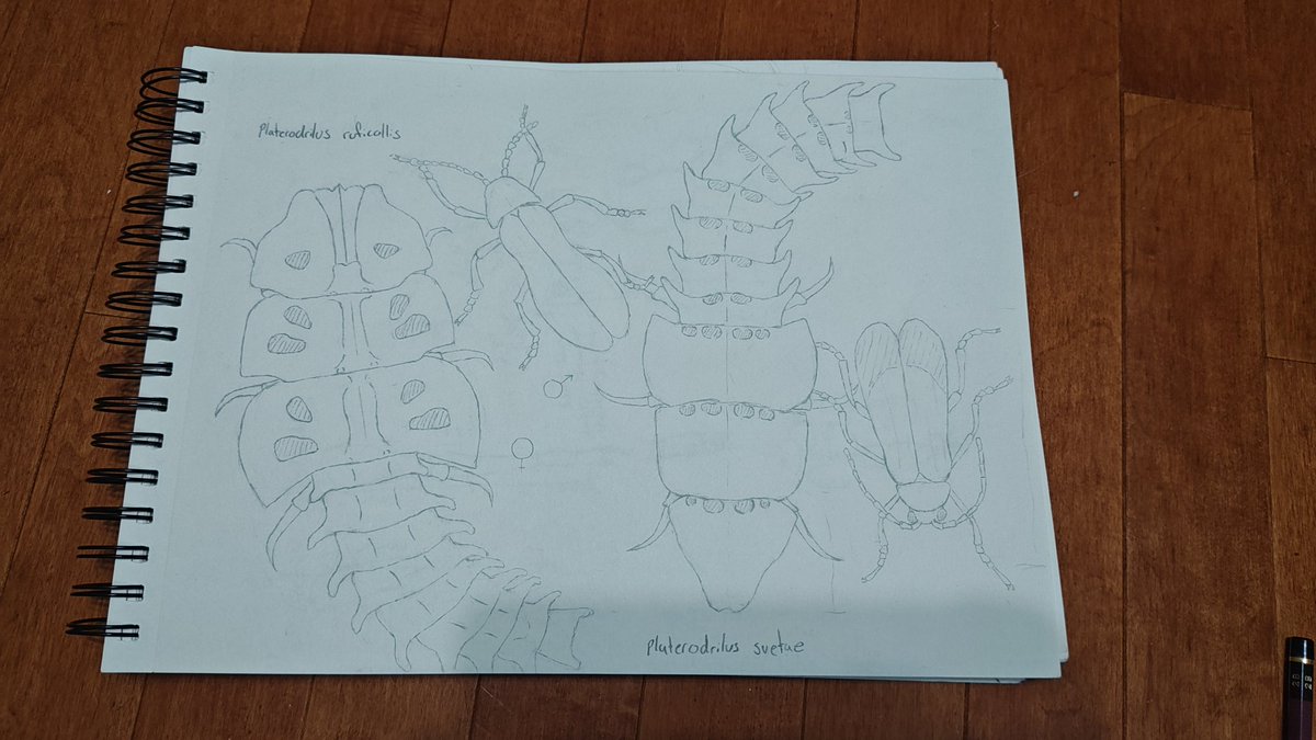 InsectArchive's tweet photo. Trilobite beetles are so fascinating. The females exhibit a phenomenon known as neoteny, where they keep their larval stage and don't go through metamorphosis like the males (this is the same thing that keeps axolotls looking like baby salamanders). The males are not to scale! https://t.co/2k7PrugAvV