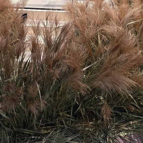 コロコロ tweet media