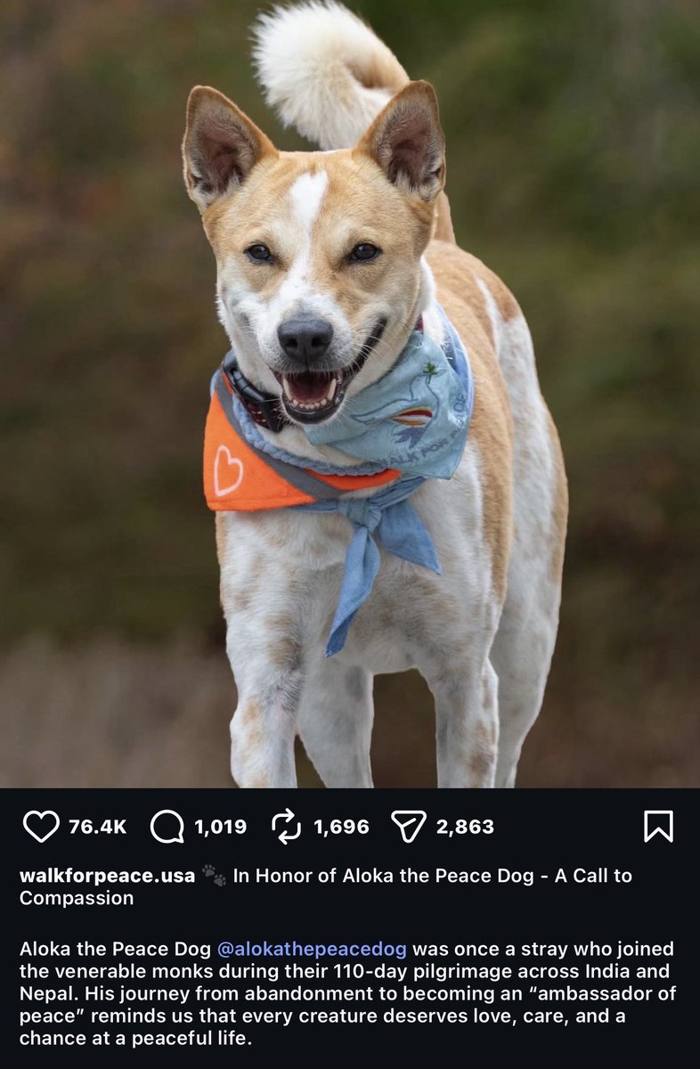 _dogdad tweet picture
