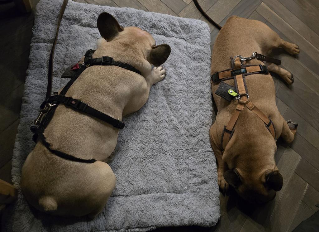 Finneas & Frieda, The Frenchie Connection tweet media