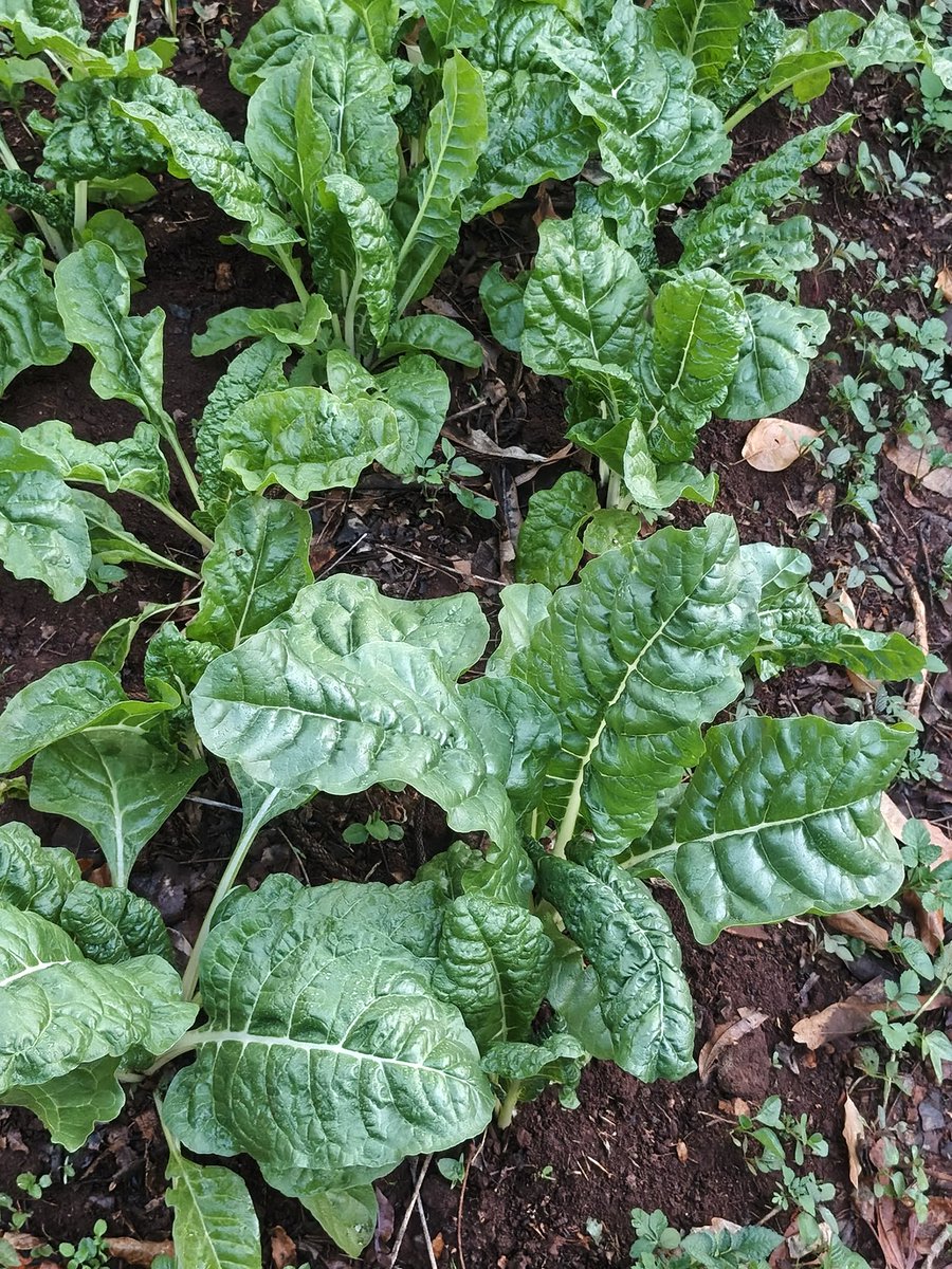 Institute for Food Justice and Development tweet media