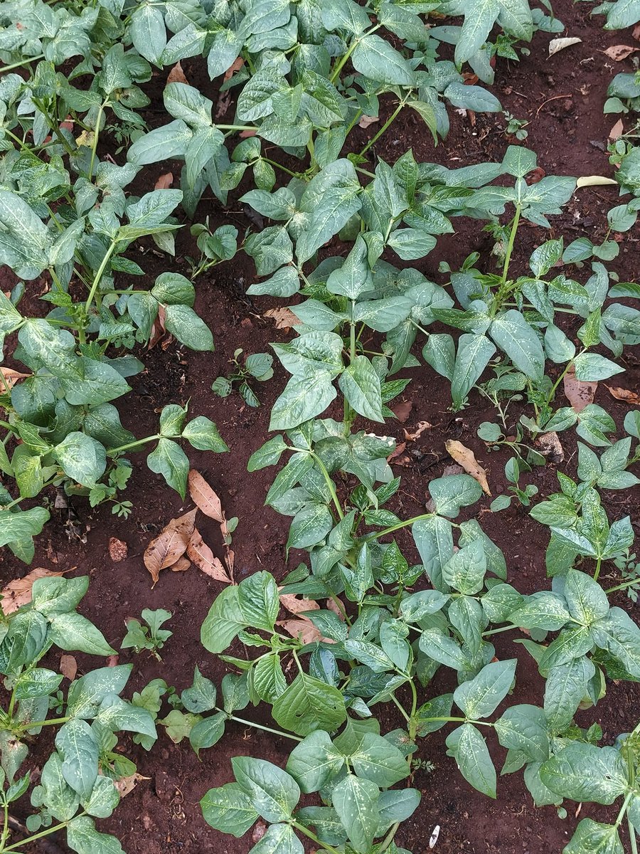 Institute for Food Justice and Development tweet media