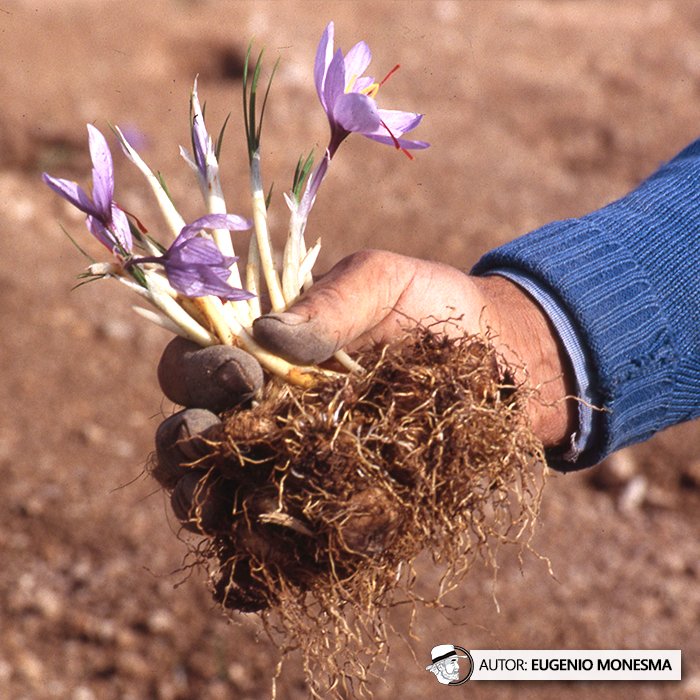 EugenioMonesma's tweet image. 🌸 "Tener AZAFRÁN es tener ORO". Así valoraban los campesinos de antaño esta especia.

En 2002 conocí todos los trabajos de cultivo y obtención de las brines del #azafrán. Un trabajo exigente, paciente y minucioso.

📽️ Documental COMPLETO (16') aquí: youtu.be/cPR2XviX-d8