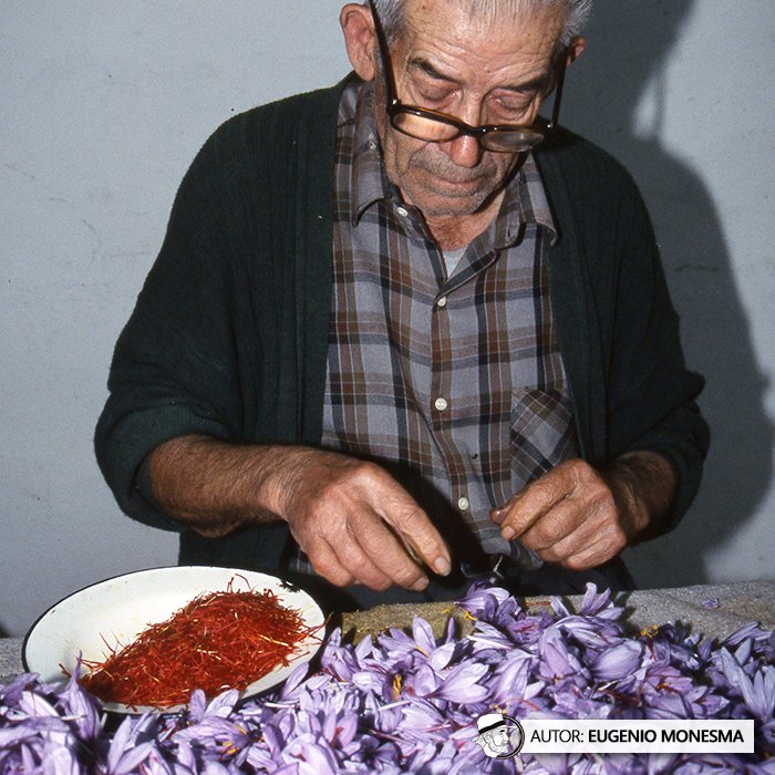 EugenioMonesma's tweet image. 🌸 "Tener AZAFRÁN es tener ORO". Así valoraban los campesinos de antaño esta especia.

En 2002 conocí todos los trabajos de cultivo y obtención de las brines del #azafrán. Un trabajo exigente, paciente y minucioso.

📽️ Documental COMPLETO (16') aquí: youtu.be/cPR2XviX-d8