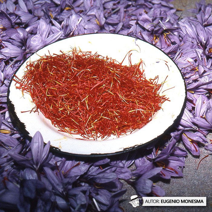 EugenioMonesma's tweet image. 🌸 "Tener AZAFRÁN es tener ORO". Así valoraban los campesinos de antaño esta especia.

En 2002 conocí todos los trabajos de cultivo y obtención de las brines del #azafrán. Un trabajo exigente, paciente y minucioso.

📽️ Documental COMPLETO (16') aquí: youtu.be/cPR2XviX-d8