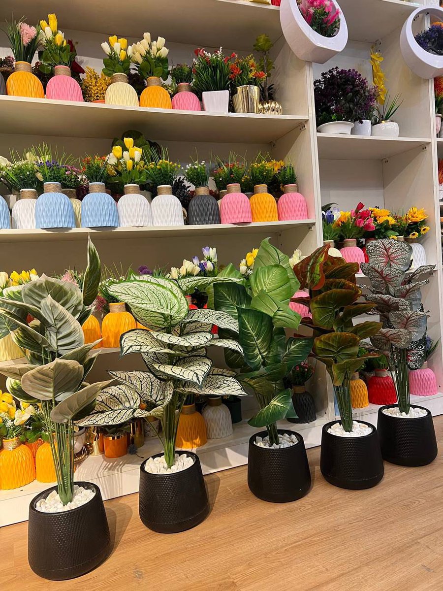 Small potted plant
Includes pot plant and stone
Height ;72cm 
Price ;₦45,500
Can be used indoor or outdoors
It’s not a big plant