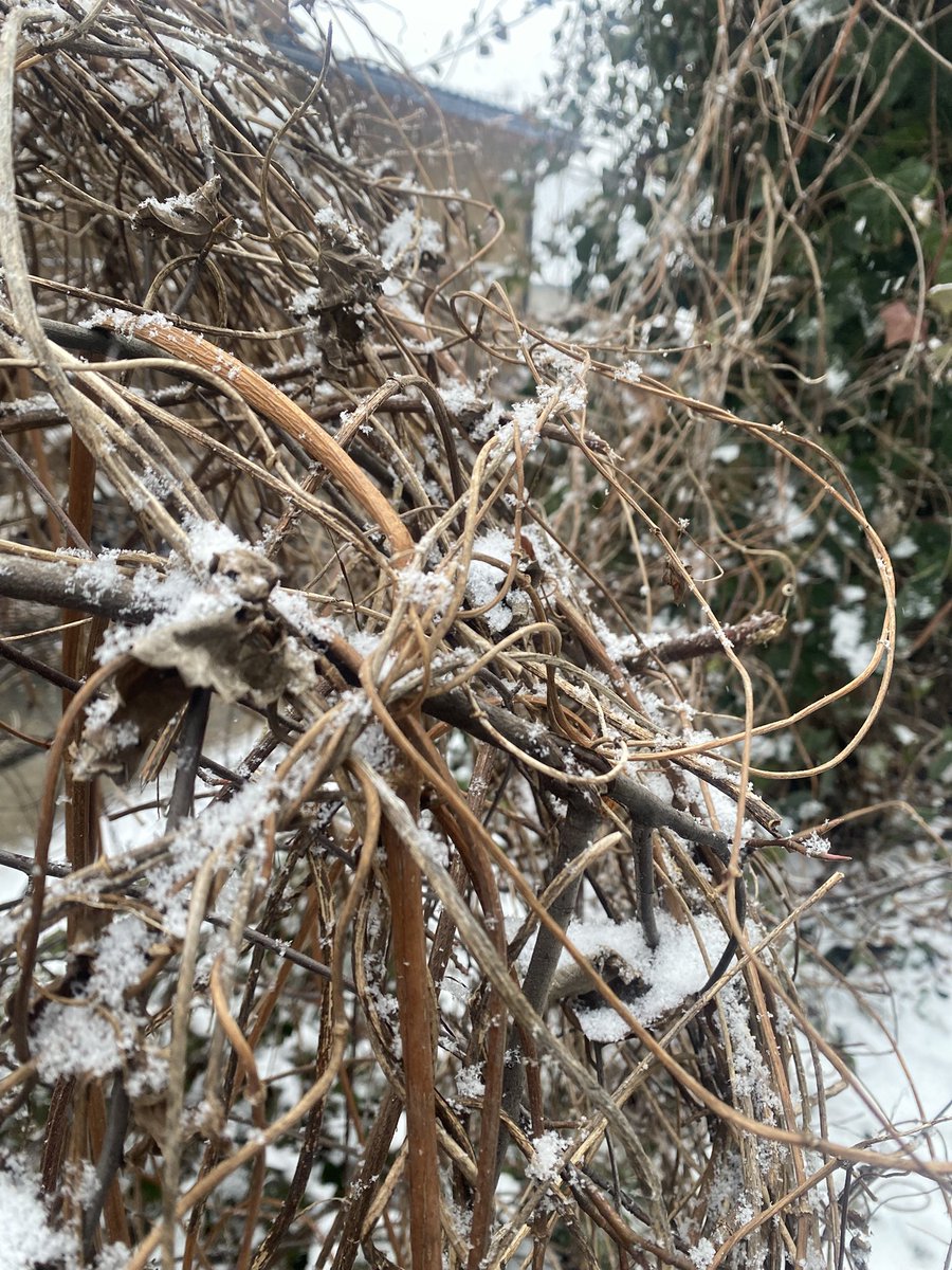 Sonia Zuccaro tweet media