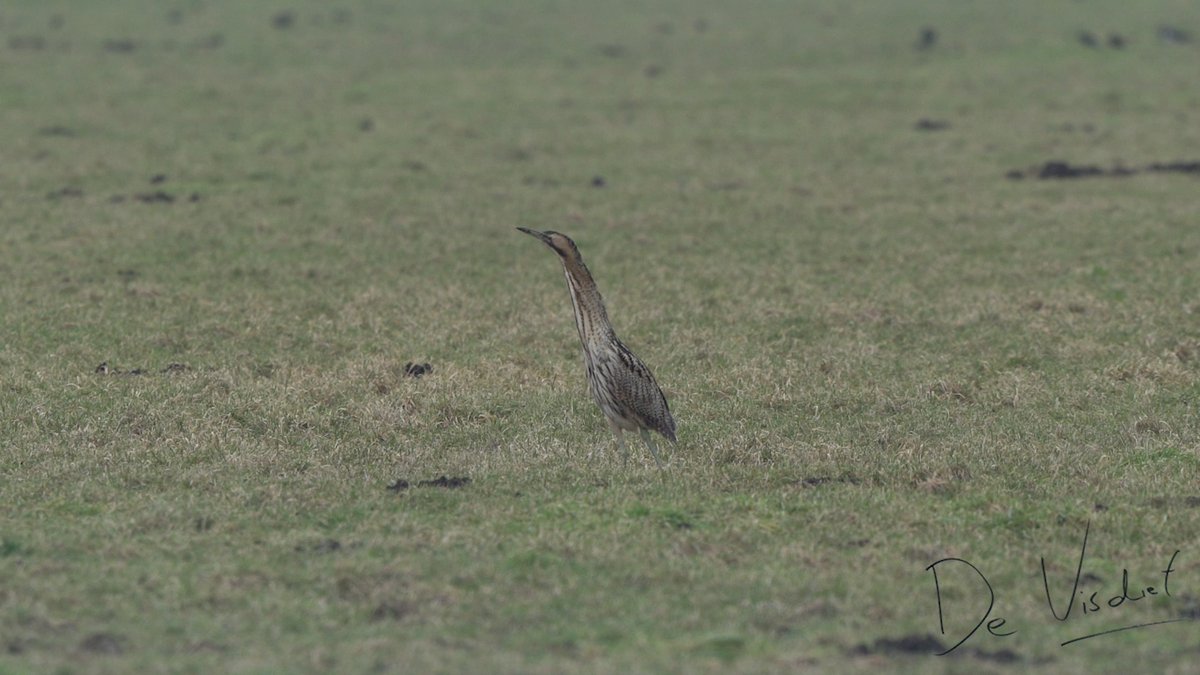 DeVisdief's tweet photo. Voor deze roerdomp bezochten we weidevogelreservaat Eempolders (1-2) en pas op het laatst zagen we hem. Hij is behoorlijk mank, maar hij loopt fier door de wei samen met rammelende hazen: https://t.co/i9ObbRT8V1 #Eempolders #Eemnes #vogelskijken #natuur #roerdomp https://t.co/OoXrQzsXNP