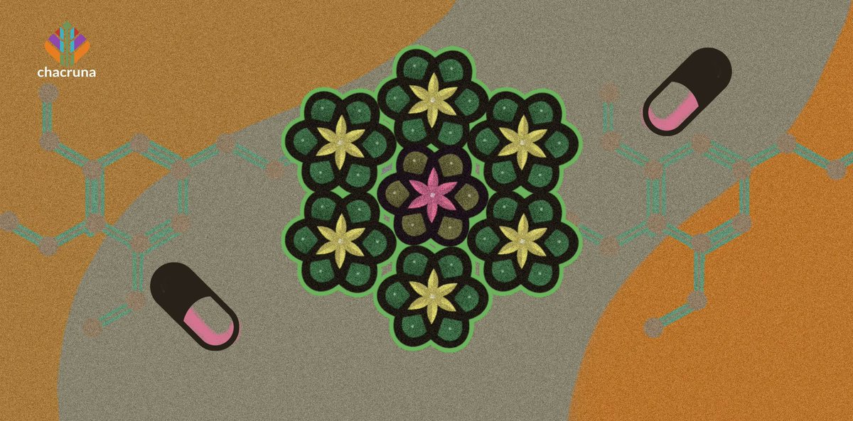 Continuamos con el tema del peyote. El artículo de hoy ¿Es el peyote lo mismo que la mescalina?: Una historia cultural

Para algunos líderes indígenas, los ritos del peyote ofrecieron un ungüento para las heridas causadas por la opresión colonial.

👇👀
chacruna-la.org/articulos-es/p…