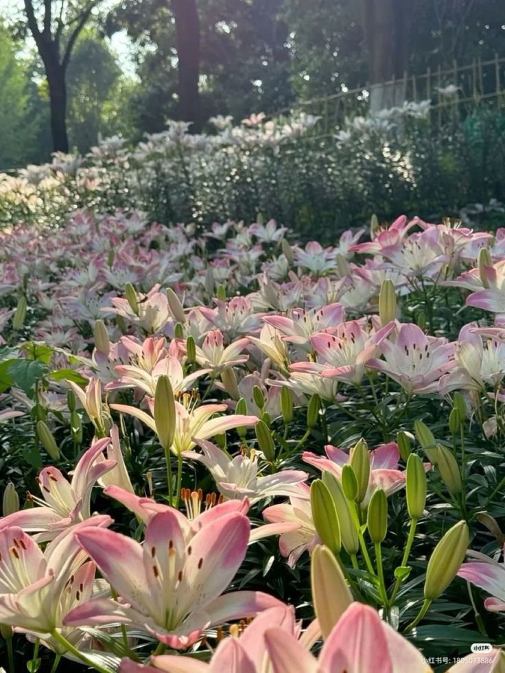 ____flowers__'s tweet image. 