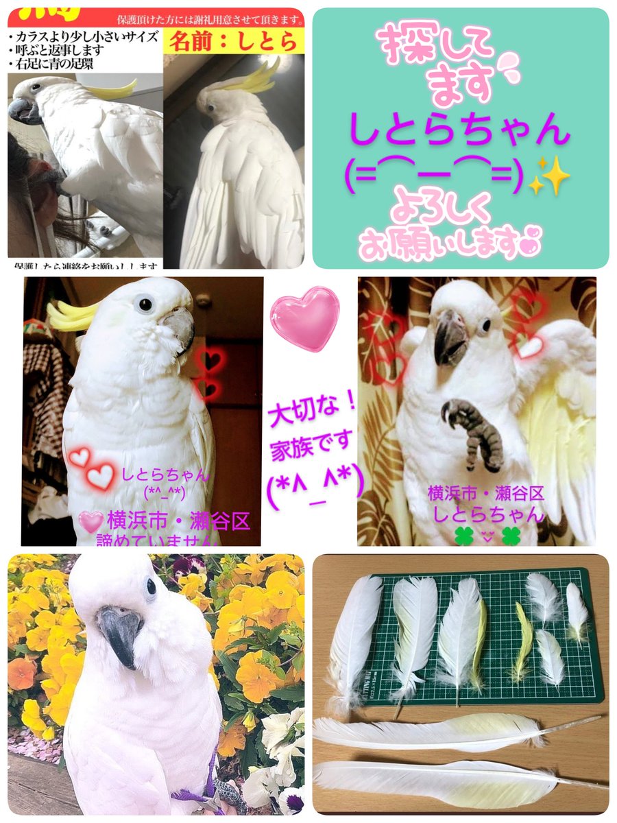 #神奈川県  #横浜市瀬谷区
#キバタン
#しとらちゃん✨
どこかで保護された方はいらっしゃいませんか？
飼い主様可愛いい✨しとらちゃんの帰りを待っています。
大切な家族です(*^_^*)
諦めていません!!
可愛いい✨しとらちゃんが1日でも早く飼い主様と繋がりますように🍀
皆様のご協力お願いします🙏