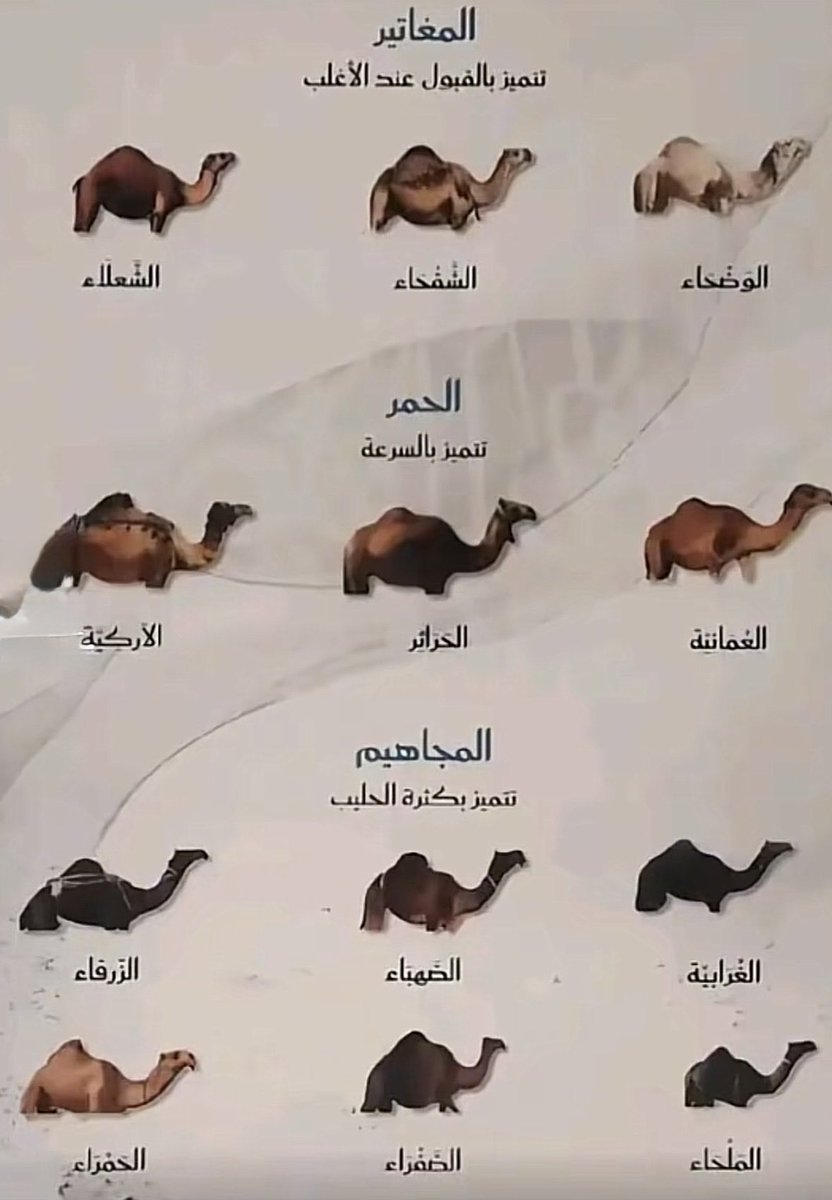 vip خاص نوادرالابل tweet media