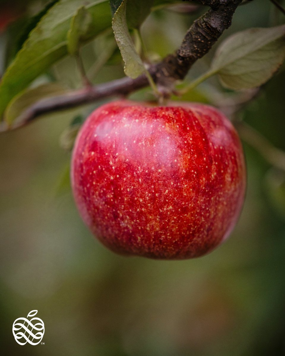 Envy Apples tweet media