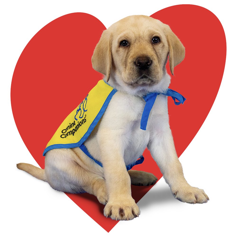 canineorg's tweet photo. 📣 TOMORROW, Wednesday, February 4, is the FINAL DAY to ensure Valentine’s Day delivery of #puppy sponsorships for Sierra or Scout! 💘🎁 

💝 Sponsor now: https://t.co/O0OEIEqeMR.

#valentinesday #valentinesdaygift #vday #valentinesgift #giftideas #puppies https://t.co/cCfJnjP7yL