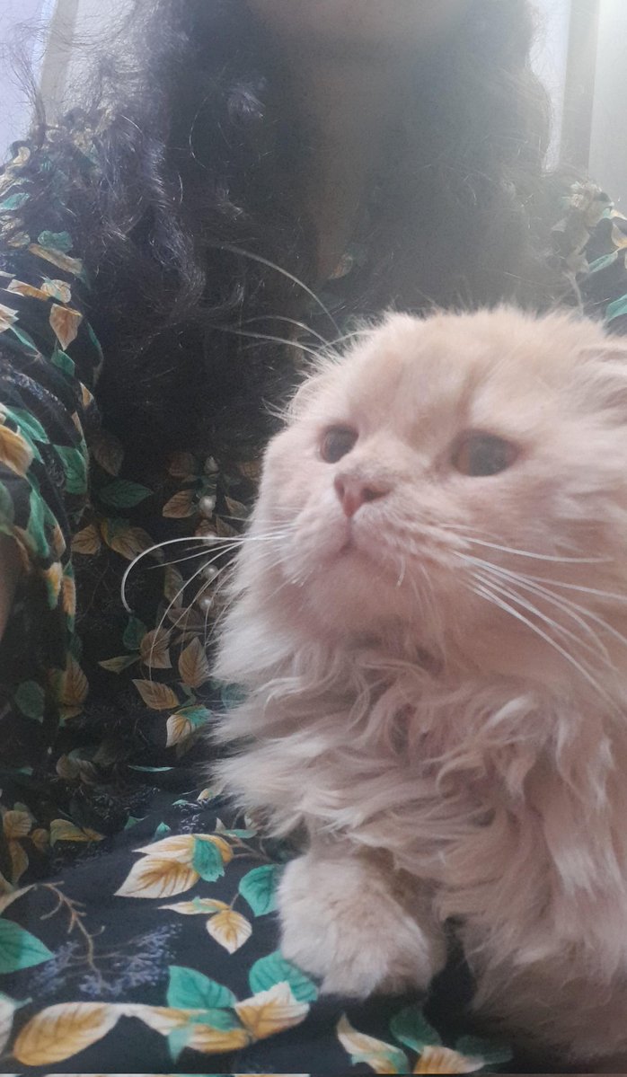 escap1ngirls's tweet image. Hii! This sweet angel is looking for a home!
Super loving n cuddly. Looking for an owner who has experience with semi-chronic issues in pets. Underwent a Perennial Urethrostomy 2 mnths ago, &amp;amp; is still recovering from the procedure, which demands bimonthly checkups (details below)