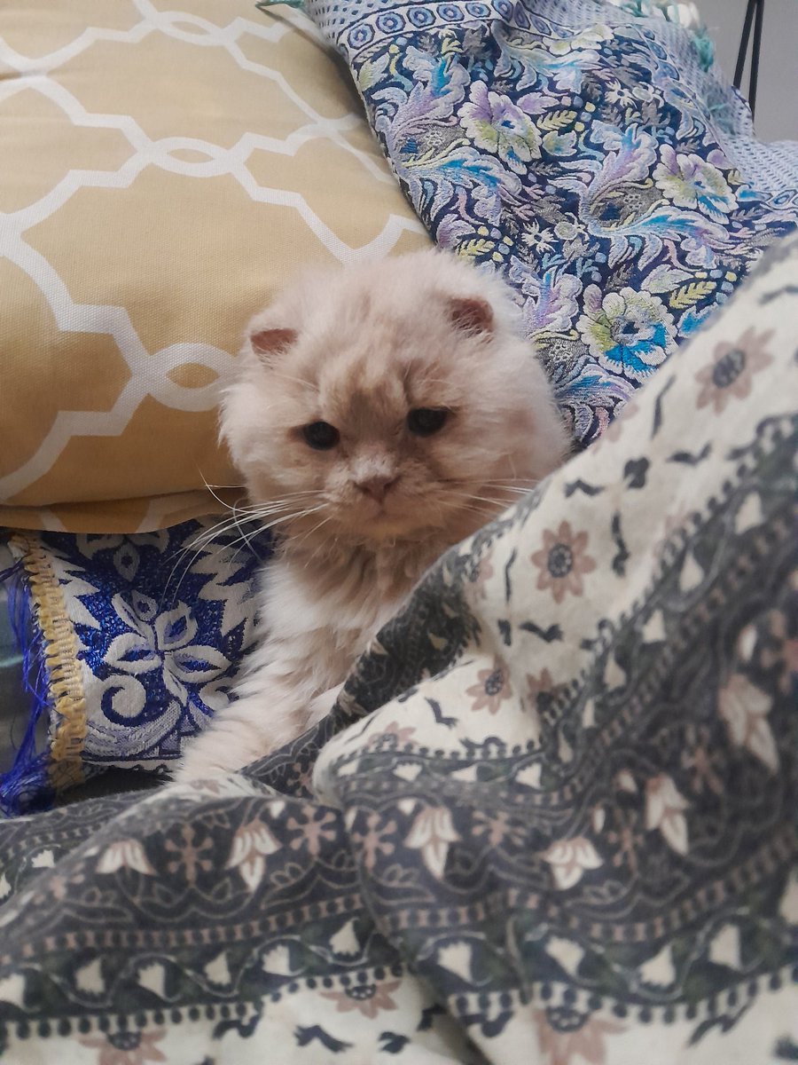 escap1ngirls's tweet image. Hii! This sweet angel is looking for a home!
Super loving n cuddly. Looking for an owner who has experience with semi-chronic issues in pets. Underwent a Perennial Urethrostomy 2 mnths ago, &amp;amp; is still recovering from the procedure, which demands bimonthly checkups (details below)